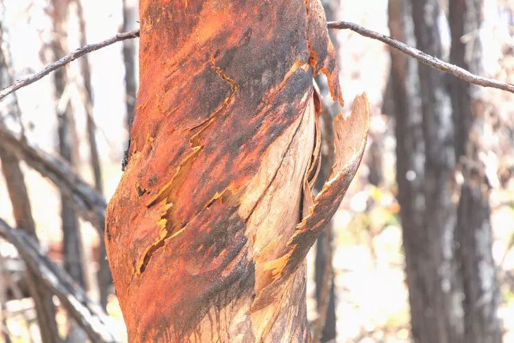 Can You Burn Eucalyptus Bark